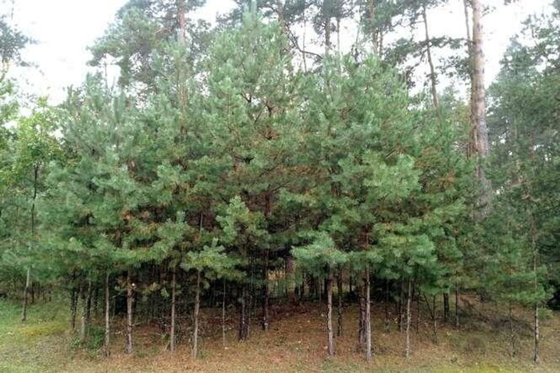 Zasadź sobie las, możesz dostać dofinansowanie