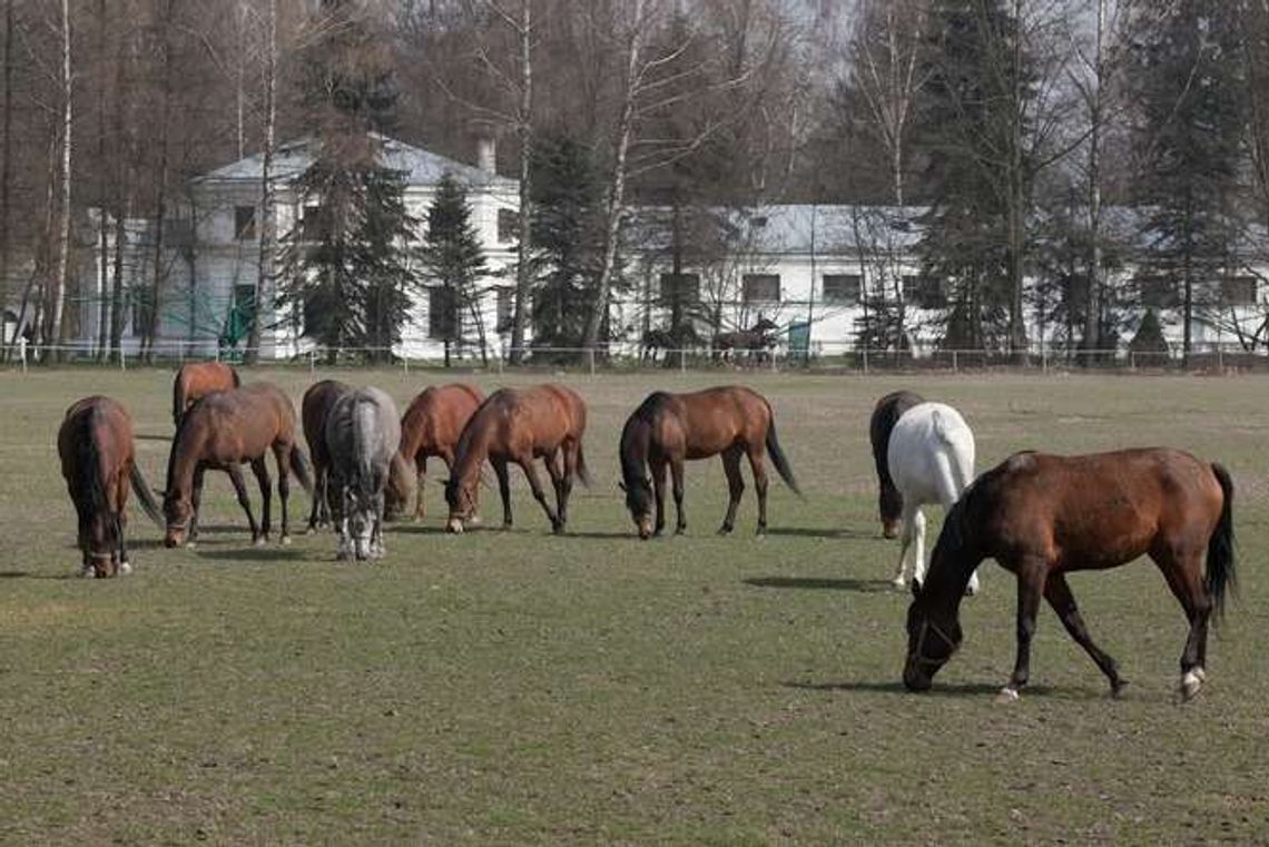 Zaskakująca promocja na ogiery w stadninie w Janowie. "Ukłon w stronę hodowców"