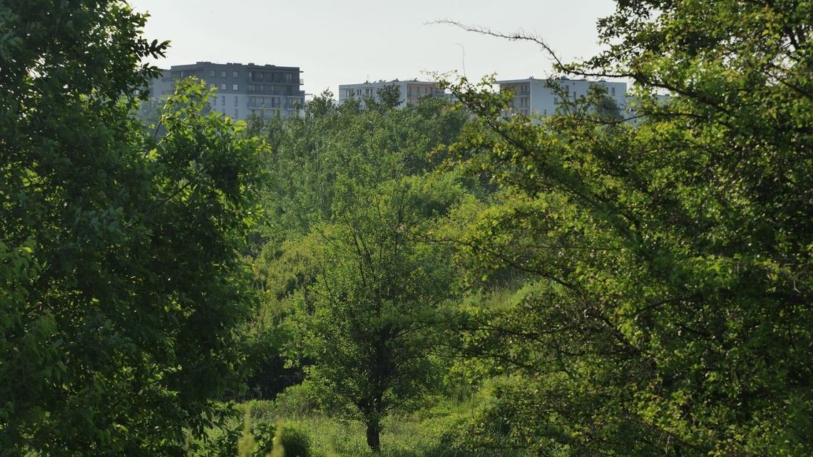 "Zaskakująco mało krytyczny". Ekolodzy o „koreferacie” na temat górkach czechowskich "Zaskakująco mało krytyczny". Ekolodzy o „koreferacie” na temat górkach czechowskich