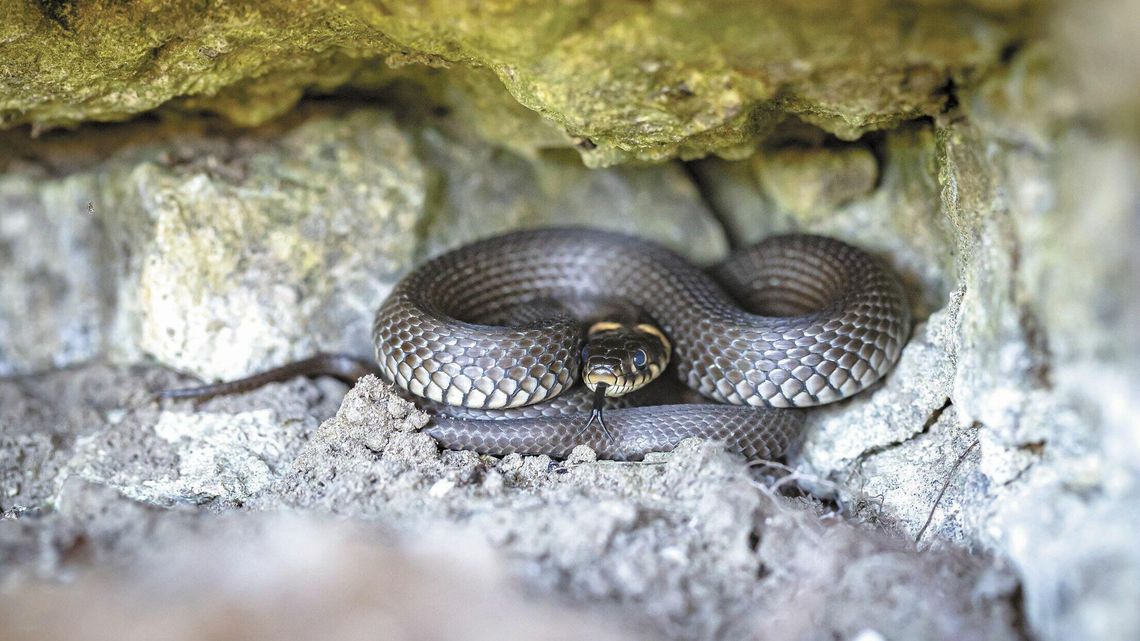 Zaskrońce zmalały i się zrównały. Jakie to może mieć konsekwencje?