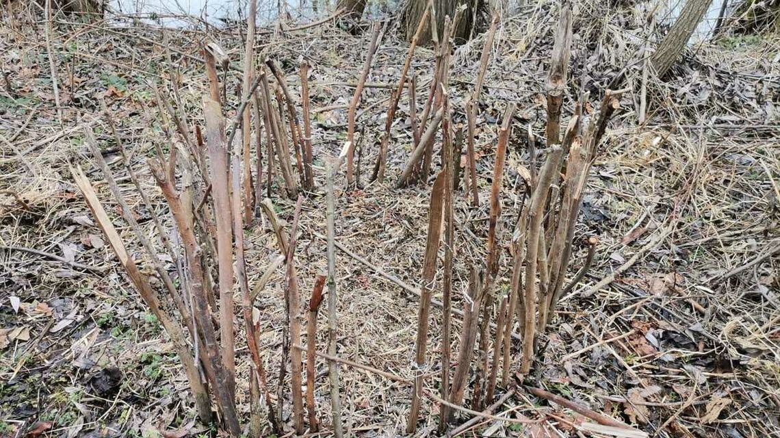 Zastawiał wnyki na zwierzęta, teraz posiedzi za kratkami Zastawiał wnyki na zwierzęta, teraz posiedzi za kratkami