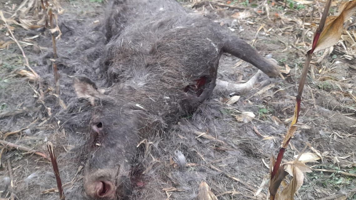 Zastrzelił chronionego łosia dla zabawy?