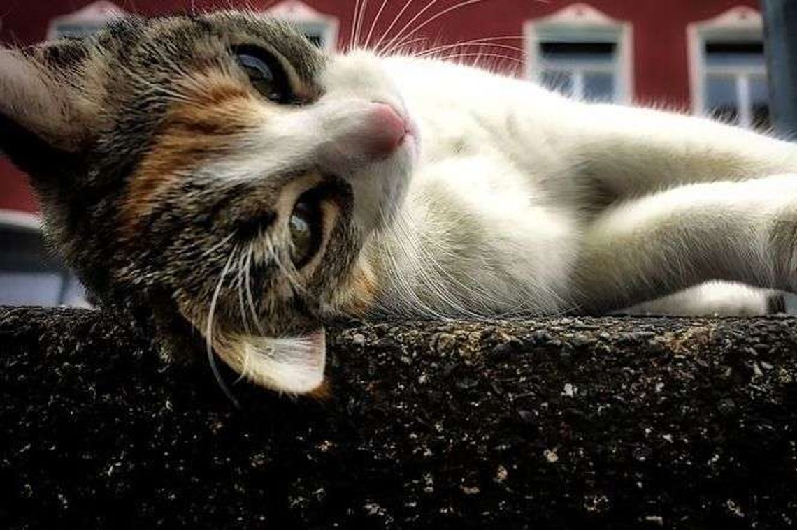 Zastrzelił kota sąsiadki. Twierdził, że zagryzł go pies