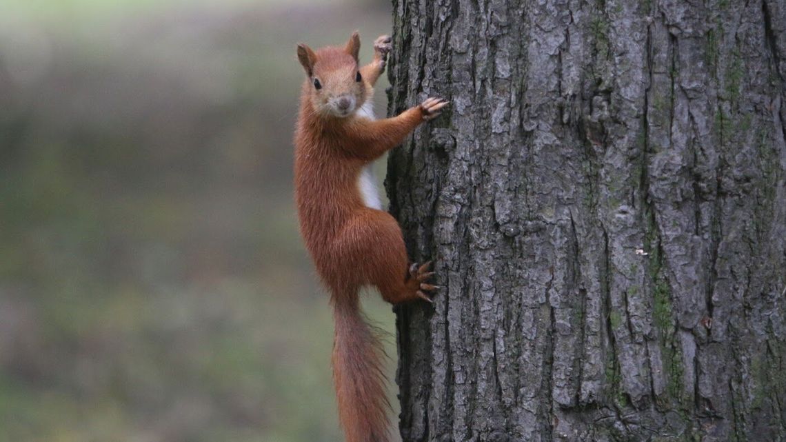 Zastrzelił wiewiórkę, bo kradła mu orzechy
