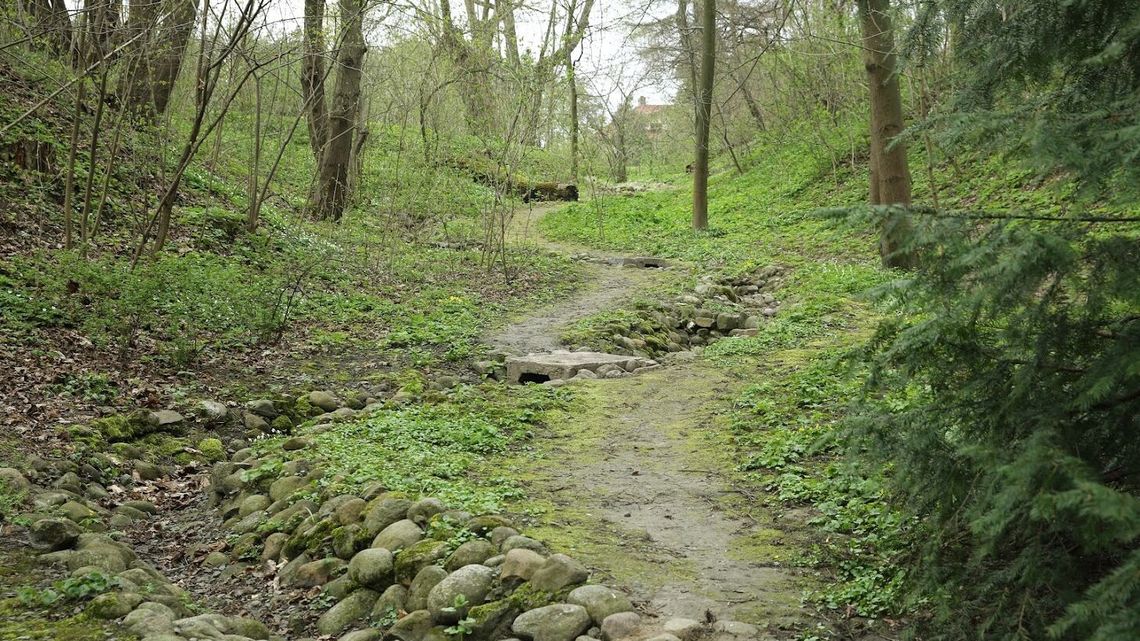 Zastrzelono młodego wilka w lasach łukowskich "Świadome działanie sprawcy"