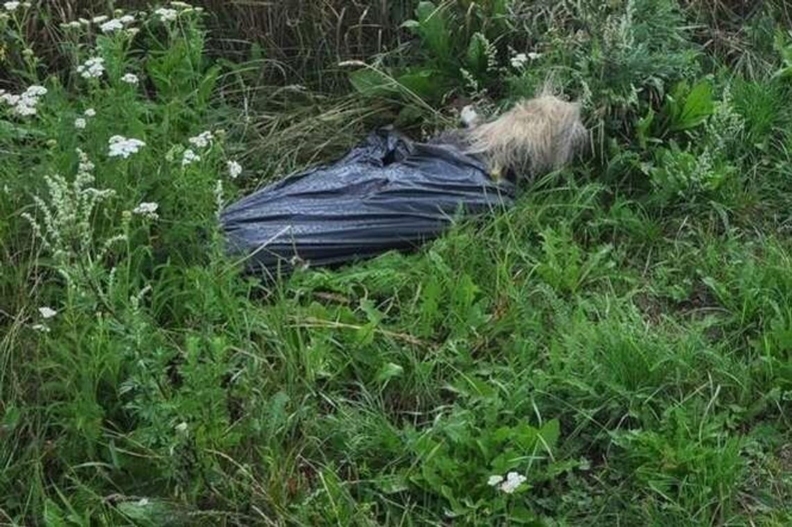 Zatłukli i powiesili psa. Dostali dozór policyjny. Staną przed sądem