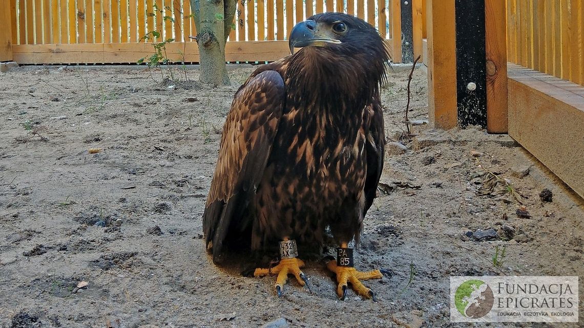 Zatruty bielik był w bardzo ciężkim stanie. Wraca już do zdrowia Zatruty bielik był w bardzo ciężkim stanie. Wraca już do zdrowia