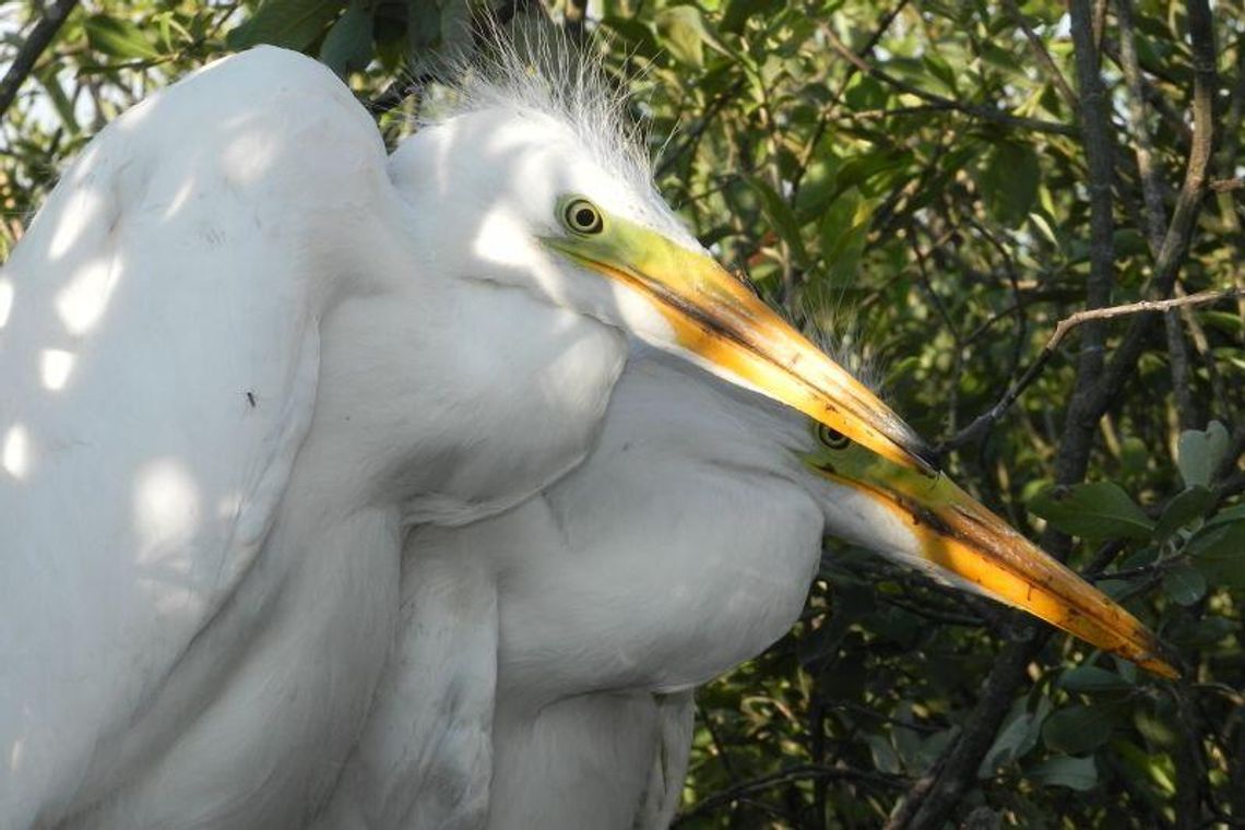 Zawitała do nas czapla biała (zdjęcia) Zawitała do nas czapla biała (zdjęcia)