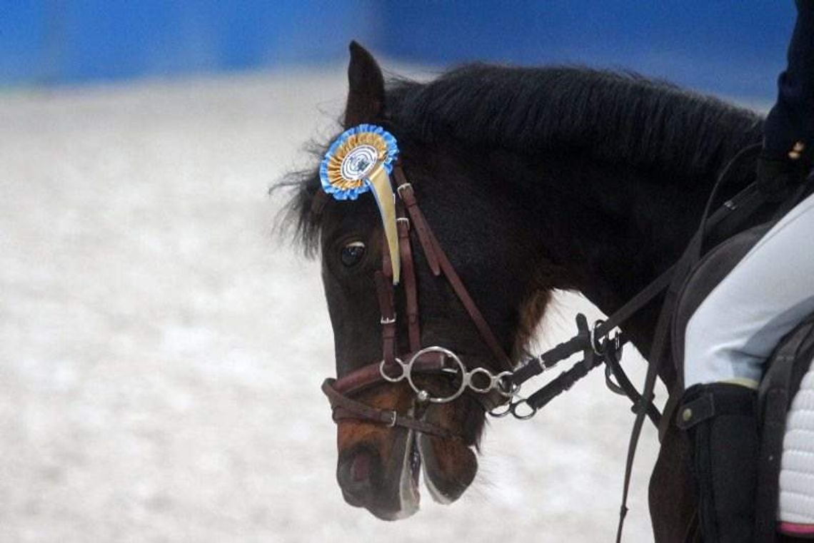 Zawody w skokach przez przeszkody w Lublinie (zdjęcia)