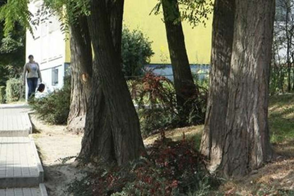 Zbadają drzewa w Zamościu