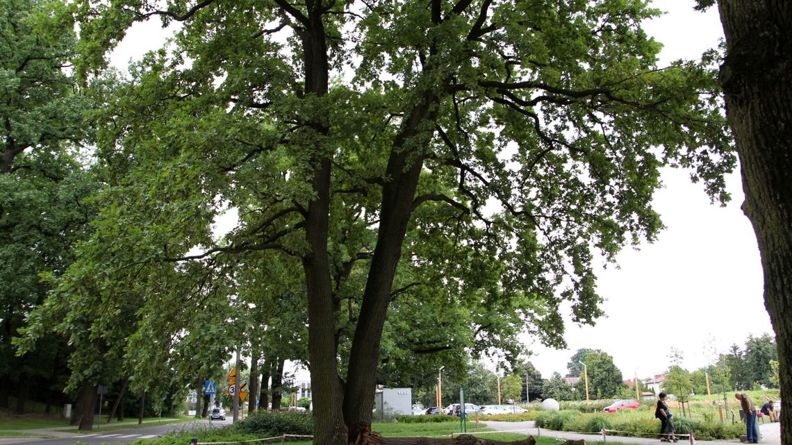 Zbadali połamany dąb. Co dalej z pomnikiem przyrody?