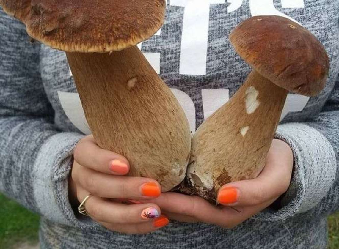 Zbierasz grzyby? Lepiej je sprawdź