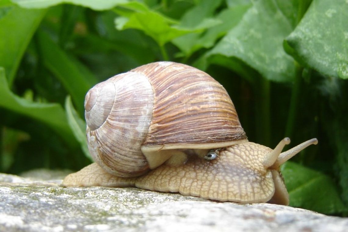Zbiór ślimaków winniczków rusza w piątek Zbiór ślimaków winniczków rusza w piątek