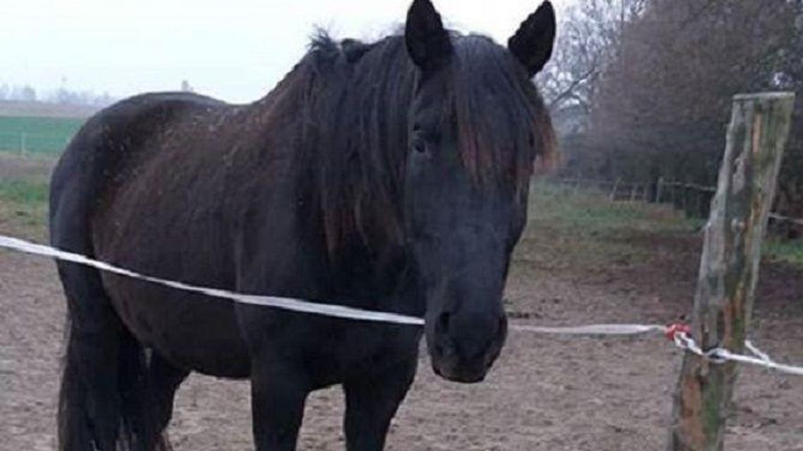 Zbiórka dla Mazura. Koń który poruszył serca 