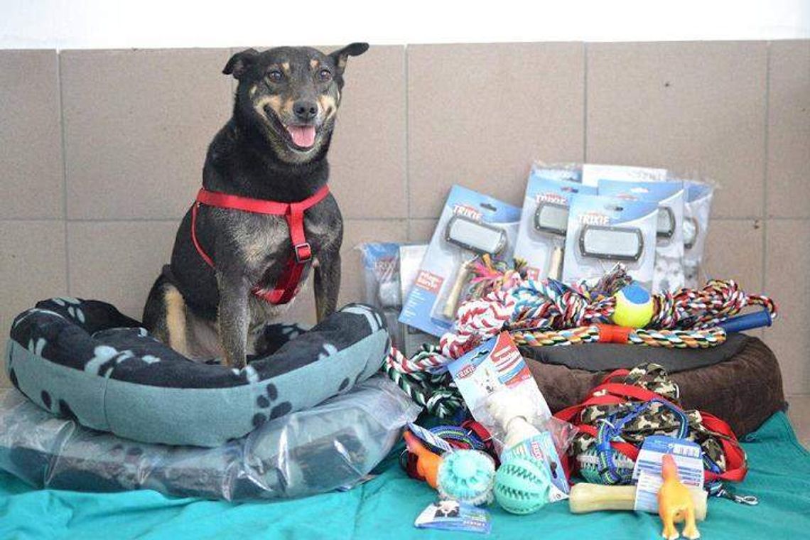 Zbiórka dla schroniska w Białej Podlaskiej. Ty też możesz pomóc Zbiórka dla schroniska w Białej Podlaskiej. Ty też możesz pomóc