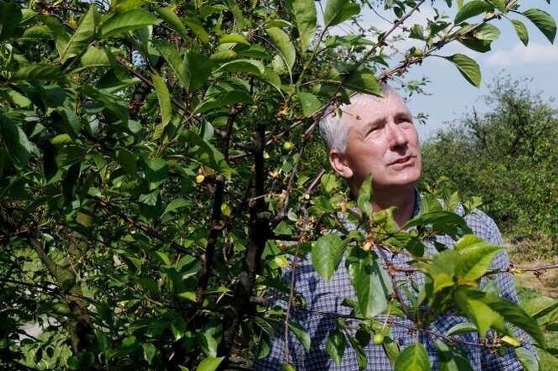 Zbiorów w tym roku nie będzie. Apelują o 2 tys. zł pomocy do każdego znieszczonego hektara