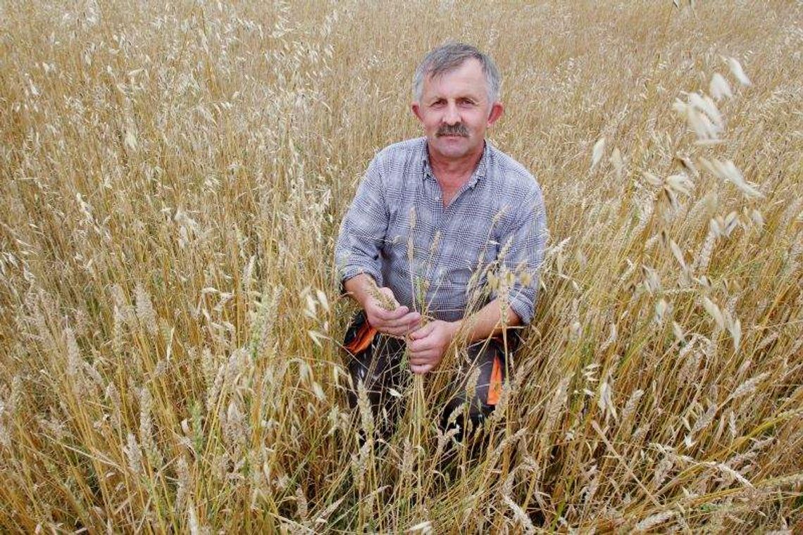 Zbiory będą duże, ale ceny zboża niskie. "Sytuacja jest niepokojąca"