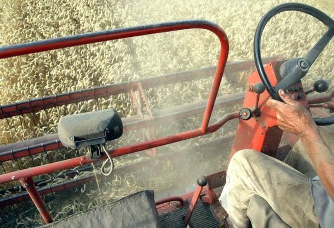 Zboża jare potrzebują wody. Straty są nieuniknione