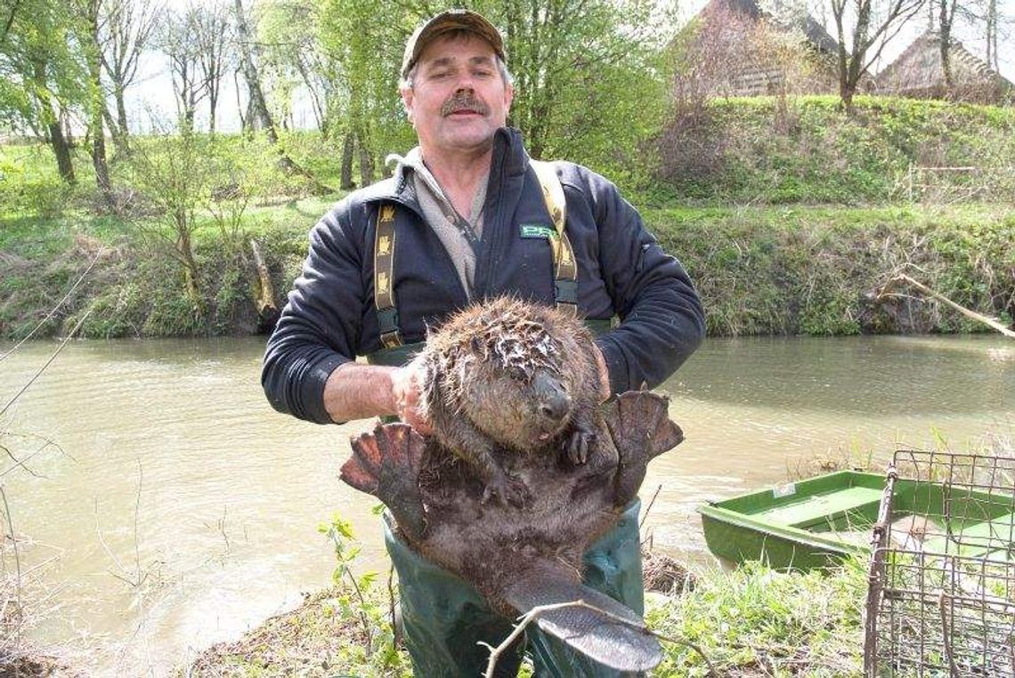 Zbudowali obwodnicę i bobry przeniosły się do skansenu. Odłowili już pięć Zbudowali obwodnicę i bobry przeniosły się do skansenu. Odłowili już pięć