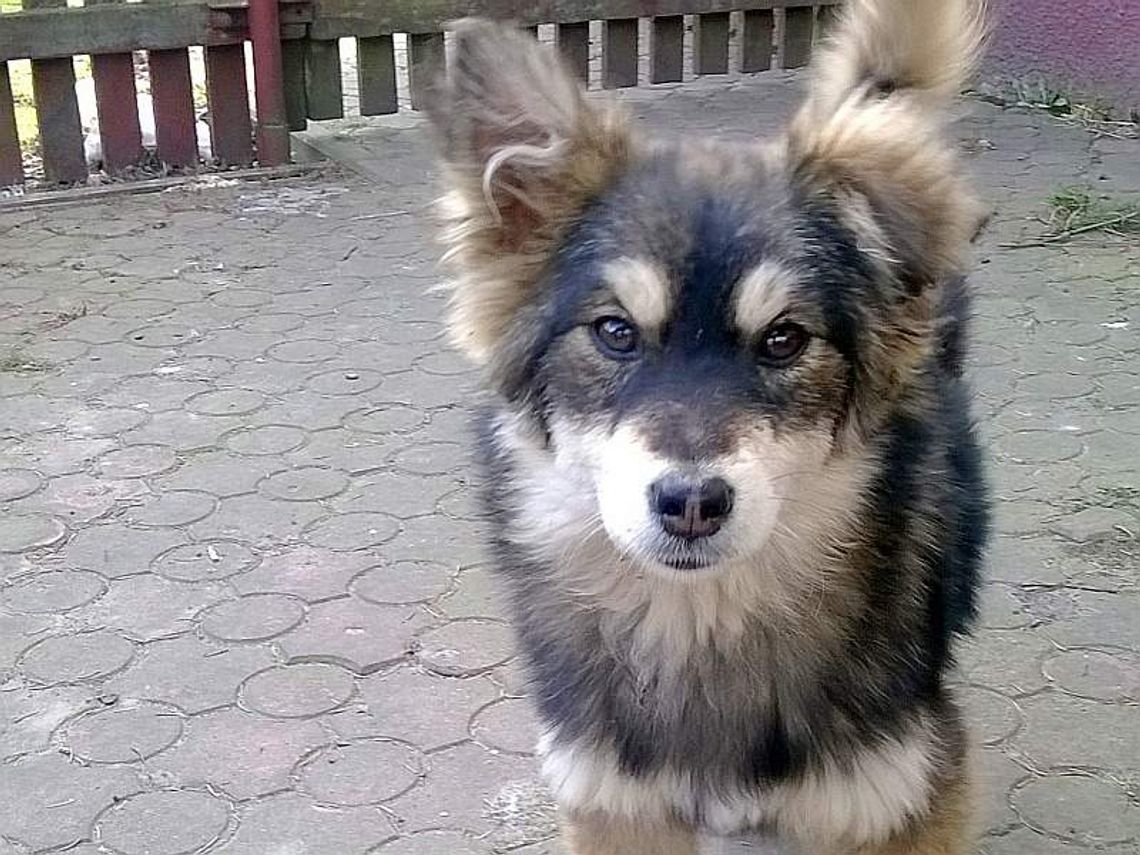 Zdrowy, ale potłuczony. Przygarnij psiaka