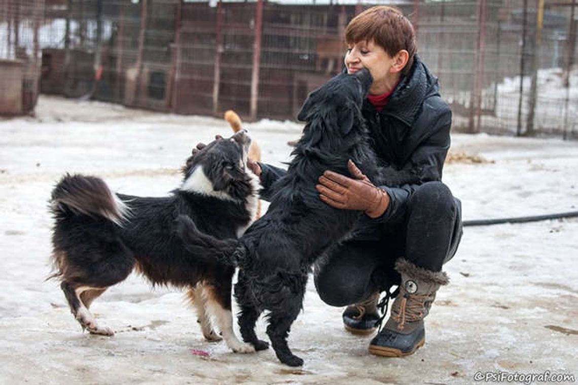 Zdzisio, Bolek i Smykunia. Przygarnij i zmień ich los