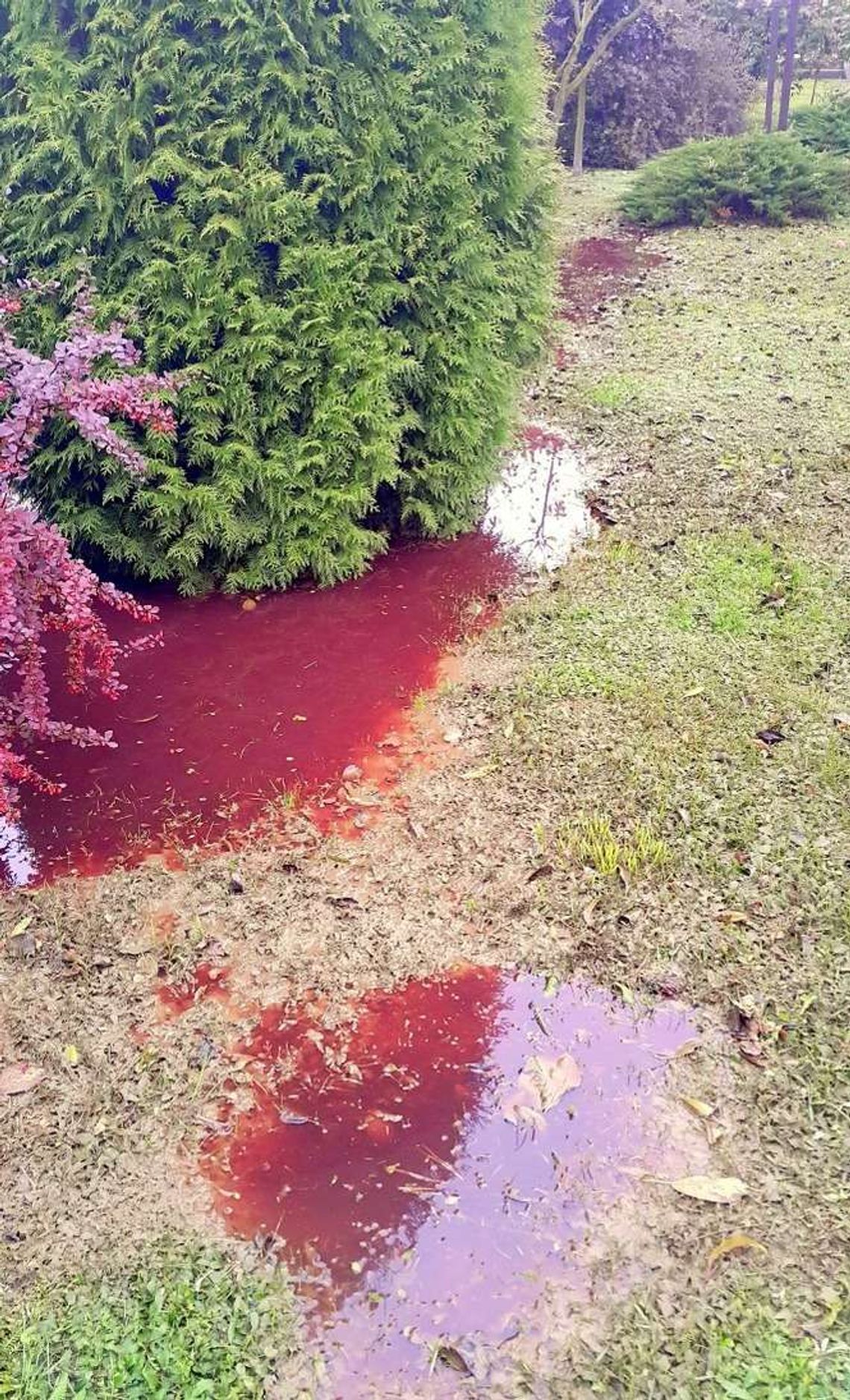 Ze studzienek wylała się krew. Co ze studniami?