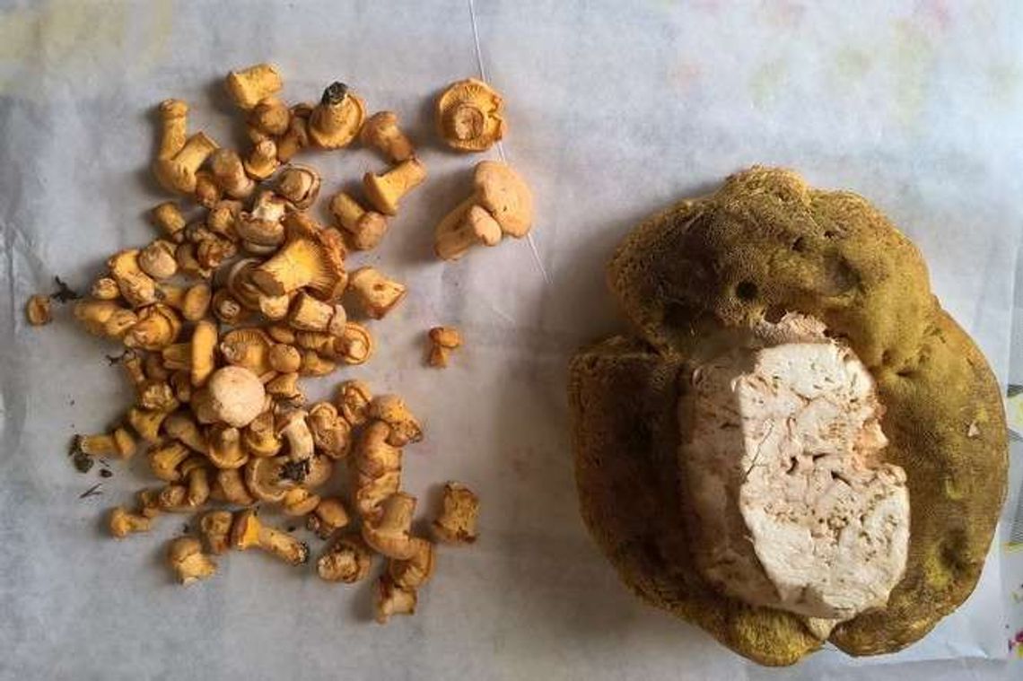 "Zebrałem już pierwsze grzyby w tym sezonie"