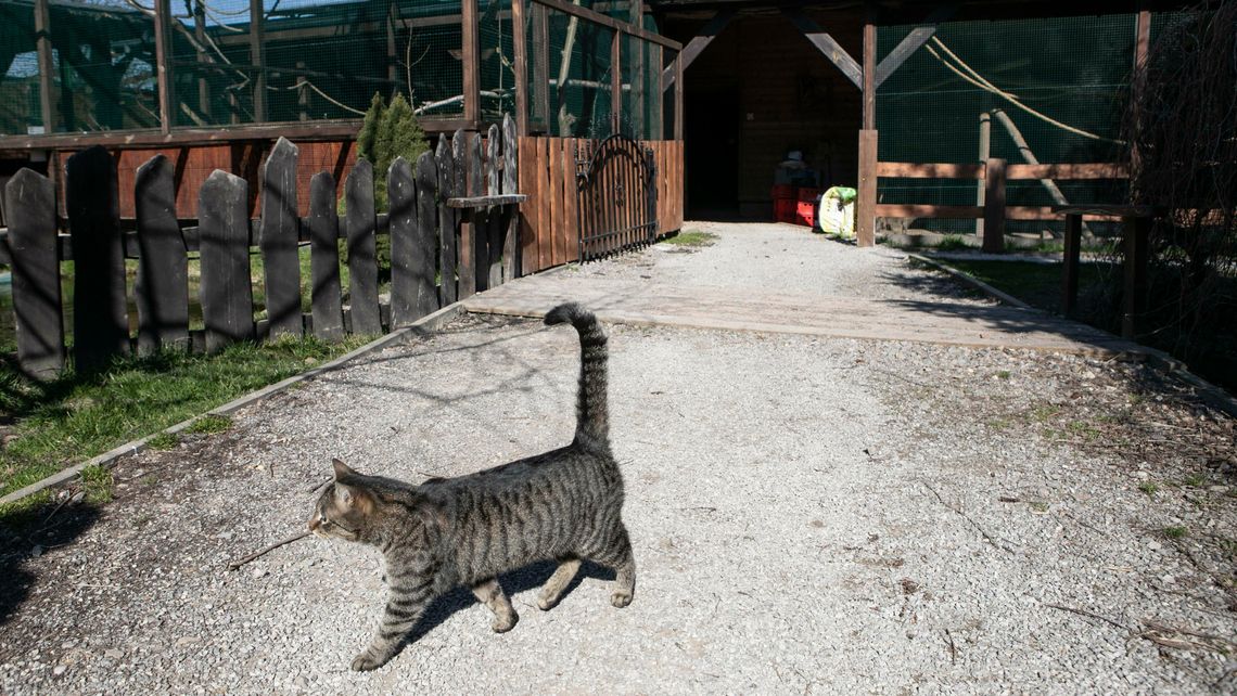 Żeby dziki kot nie miał małych. Zaczyna się akcja-sterylizacja. Lista lecznic