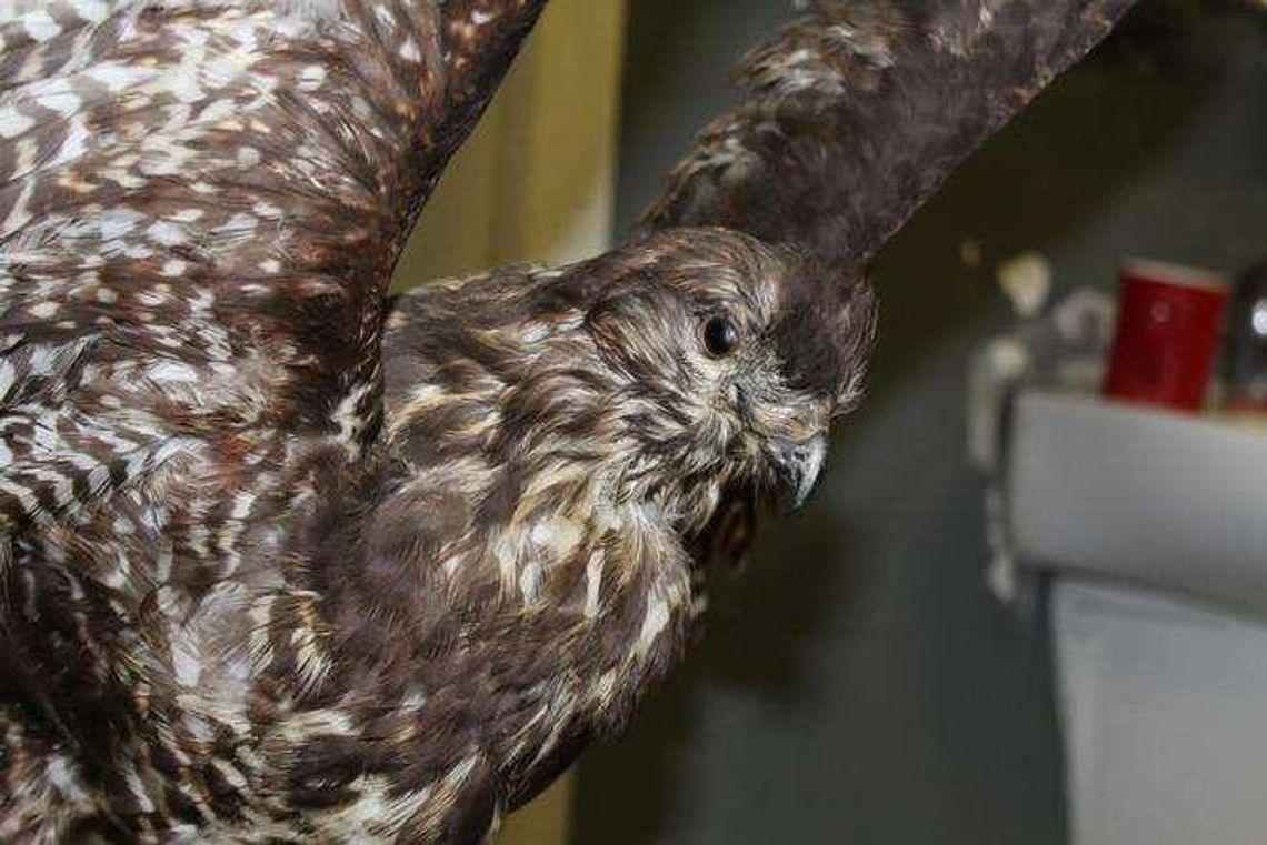 Zemsta myszołowa. Łotysz wpadł na granicy