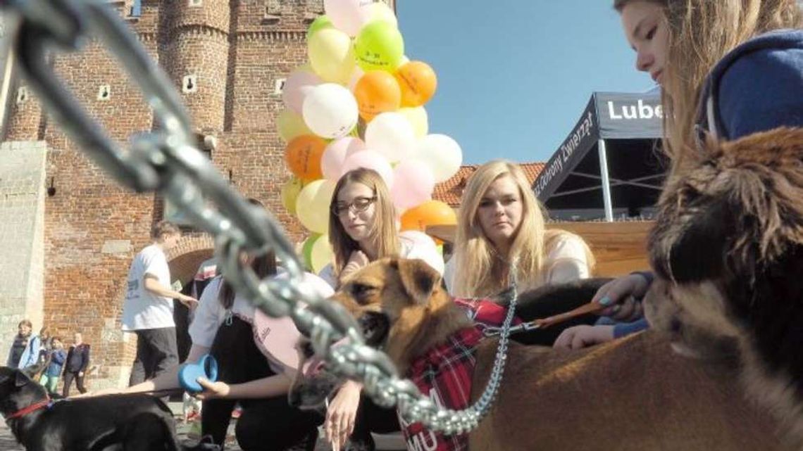 „Zerwijmy łańcuchy” w Lublinie. Szukają koordynatorów lokalnych