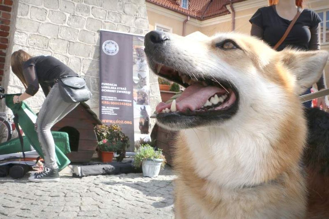 "Zerwijmy łańcuchy" w Lublinie. Zagłodzony pies mieszkał na balkonie "Zerwijmy łańcuchy" w Lublinie. Zagłodzony pies mieszkał na balkonie
