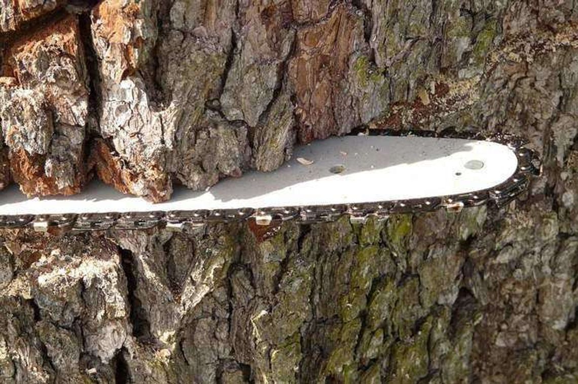 Zginął podczas wycinki drzew na swojej działce Zginął podczas wycinki drzew na swojej działce