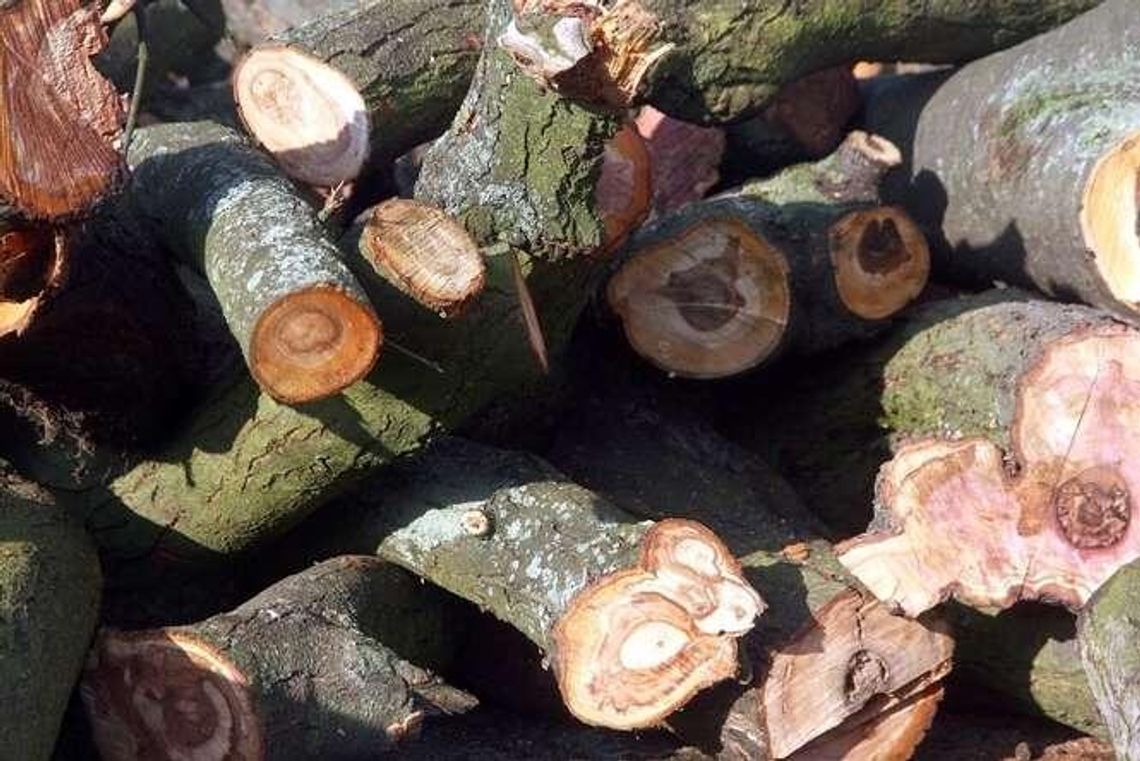 Zgoda na wycinkę niepotrzebna, drzewa pod topór
