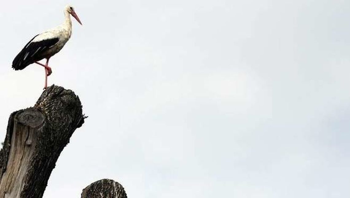 Zięby nie odlatują, wróbli coraz mniej. Zimowe Ptakoliczenie w Zamościu