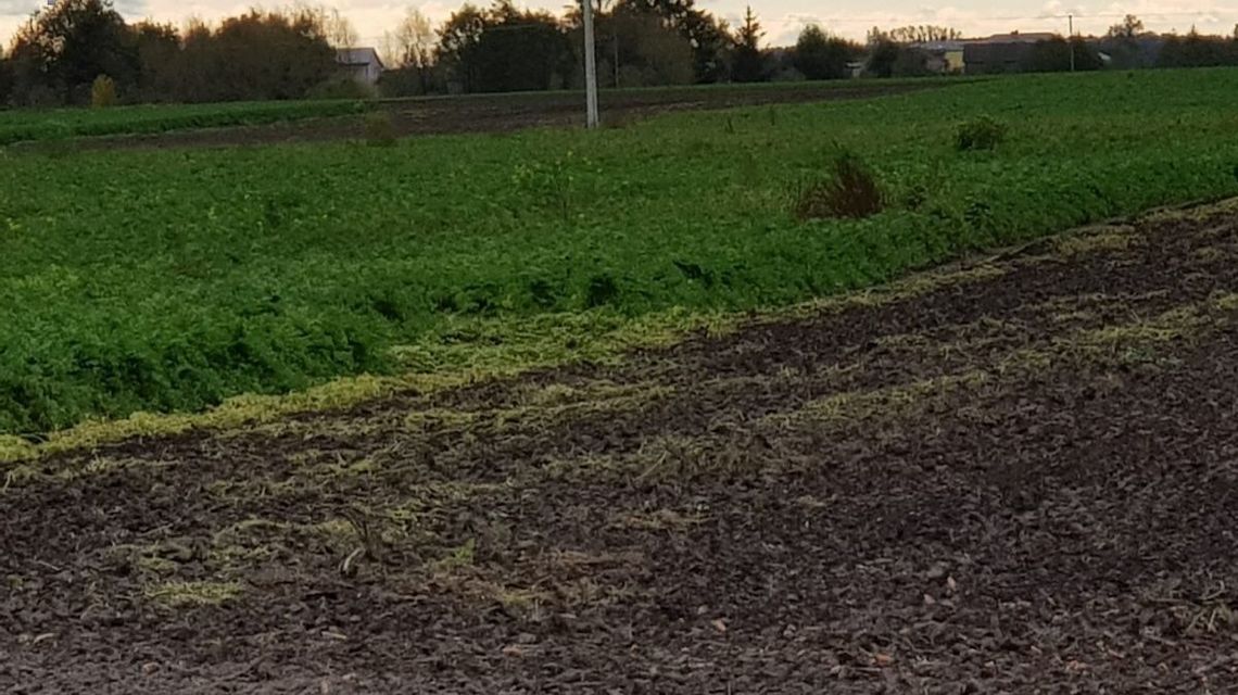 Zięć na czatach, żona za słupem, a teściowa w psiej budzie