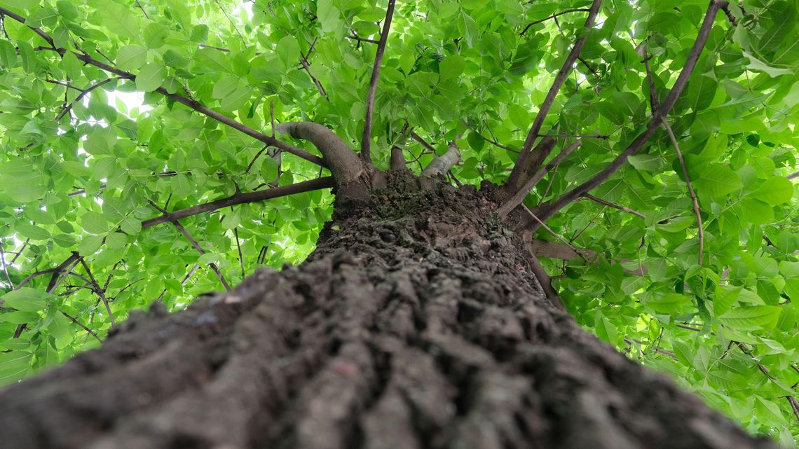 Zieleń w Alejach Racławickich można uratować. Naukowcy piszą do prezydenta Lublina