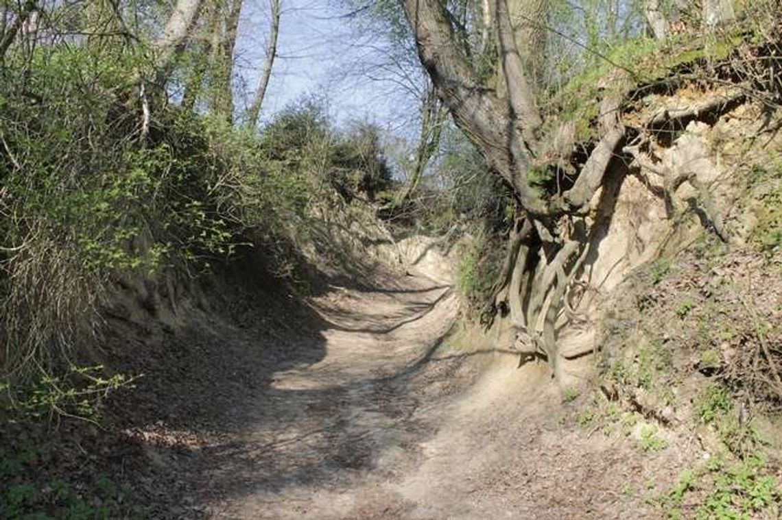 Zieloni w obronie przyrody. Petycja do burmistrza Kazimierza Dolnego
