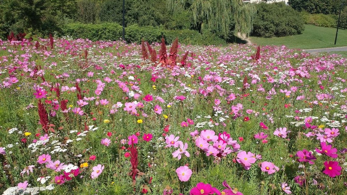 Zielony Budżet Lublina. Mieszkańcy wskazali, na co wydać 2 mln zł. Aż 145 projektów Zielony Budżet Lublina. Mieszkańcy wskazali, na co wydać 2 mln zł. Aż 145 projektów