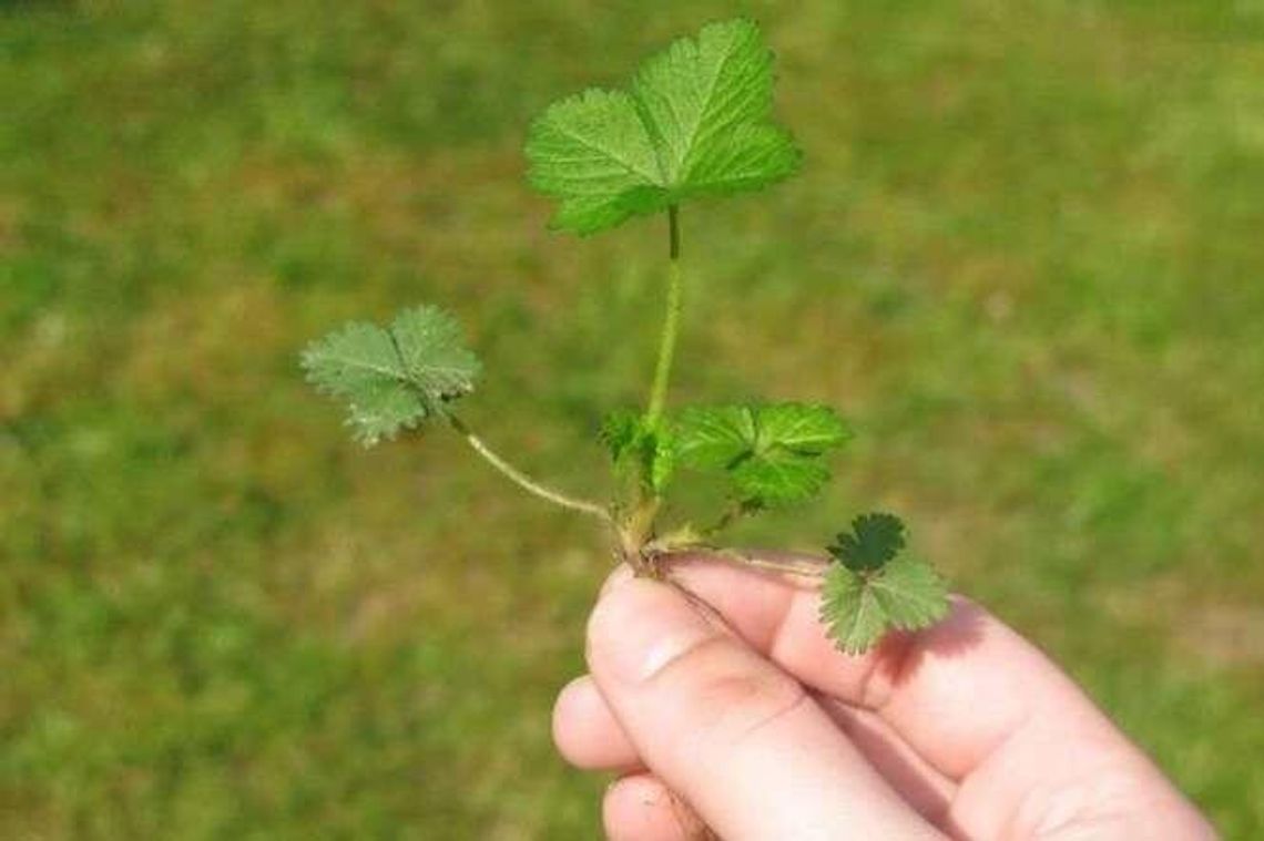 Zielony Budżet Obywatelski. Gdzie Lublin powinien się zazielenić?