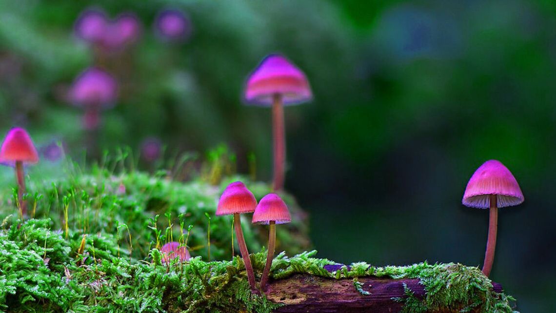 Zielony Budżet w Lublinie. Nabór projektów tylko do niedzieli