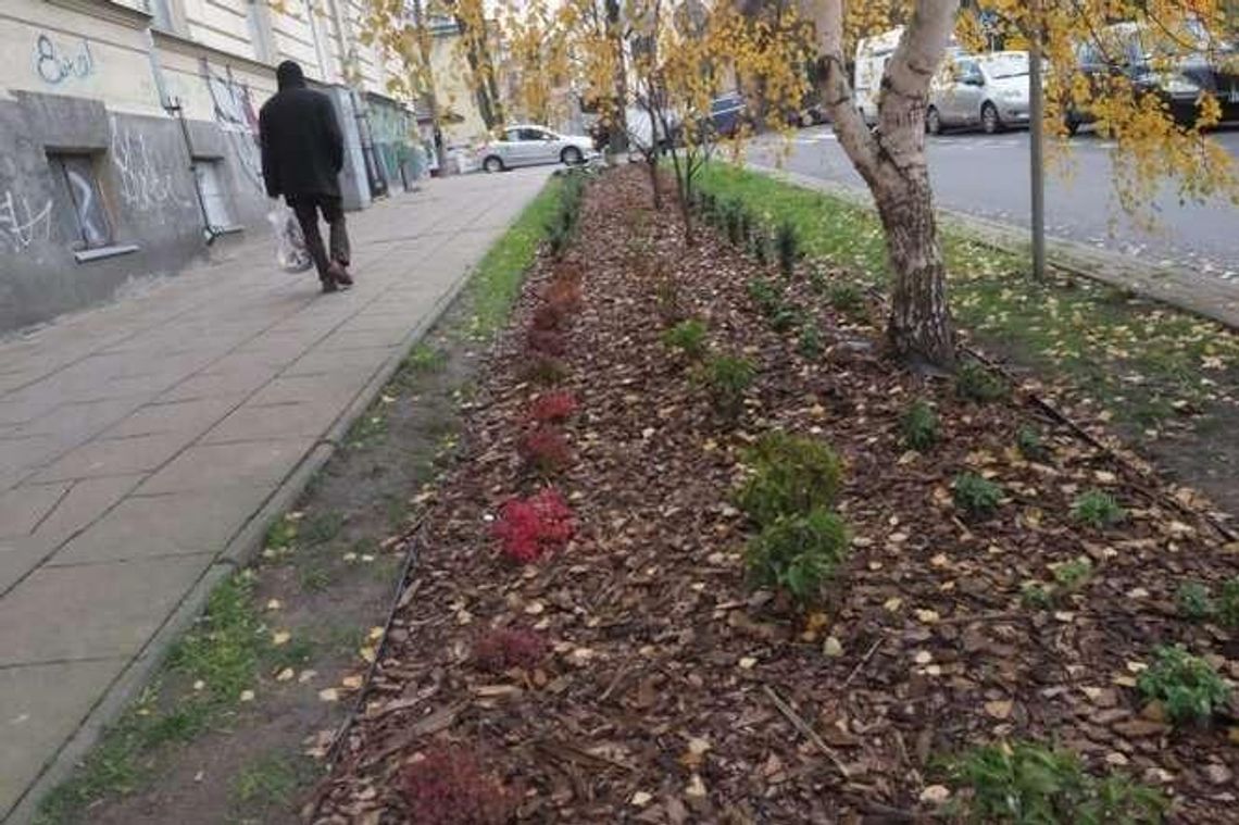 Zielony Budżet w Lublinie: Zgłoszono 74 projekty. Do wydania 2 mln zł