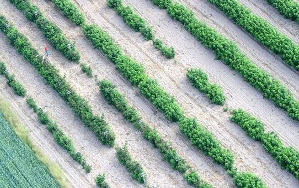 Ziemia rolna jeszcze drożeje. W woj. lubelskim ceny są najniższe Ziemia rolna jeszcze drożeje. W woj. lubelskim ceny są najniższe