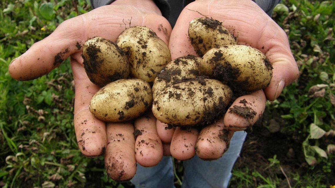 Ziemniaczane smaki jesieni Ziemniaczane smaki jesieni