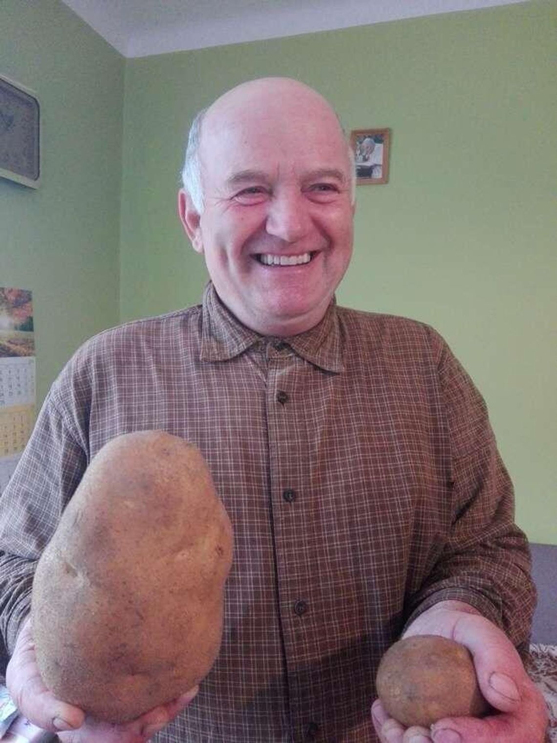 Ziemniak-gigant pana Witolda. Waży 1,1 kg. "Ciekawostka, ale jego cel to niedzielny obiad"