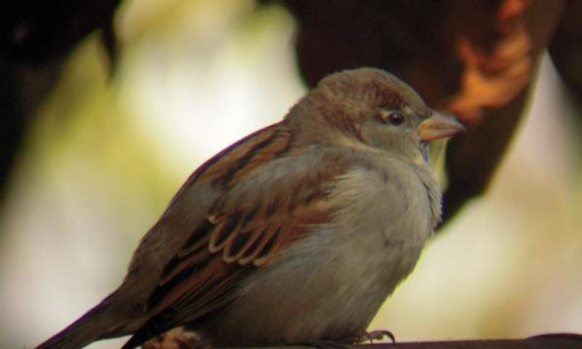 Zima już tuż-tuż, pamiętajcie o skrzydlatych 