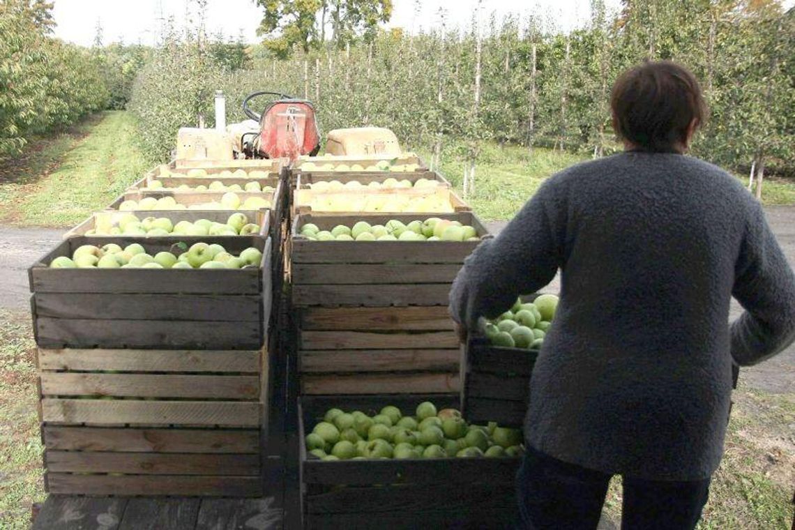 Zima nie zaszkodziła sadom