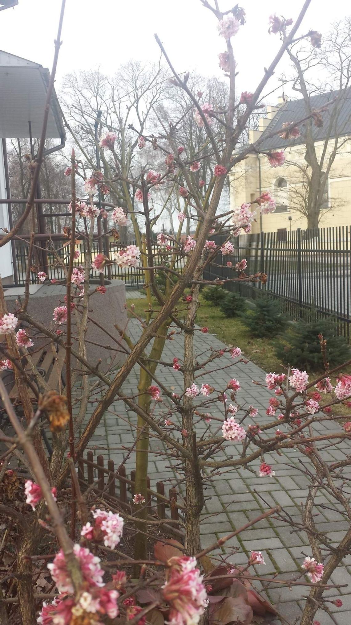 Zima od poniedziałku, a w ogródkach kwitną krzewy Zima od poniedziałku, a w ogródkach kwitną krzewy