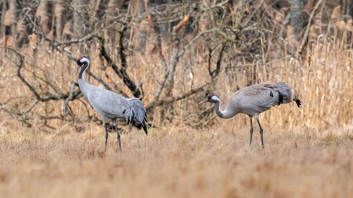 Zima się skończyła, zanim się zaczęła. Żurawie już przyleciały do Poleskiego Parku Narodowego