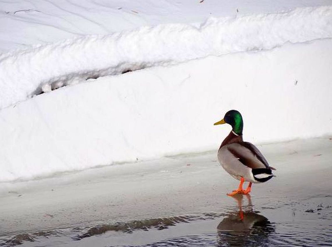 Zima w Zamościu (zdjęcia)
