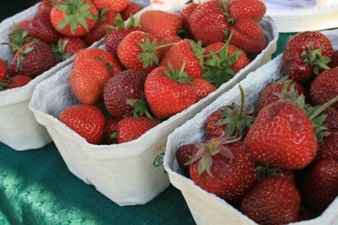 Zimna wiosna, lato bez owoców. Truskawki drogie, czereśnie będą jeszcze droższe Zimna wiosna, lato bez owoców. Truskawki drogie, czereśnie będą jeszcze droższe